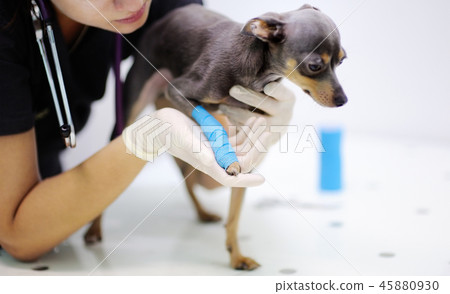 Female veterinarian doctor during the examination 45880930