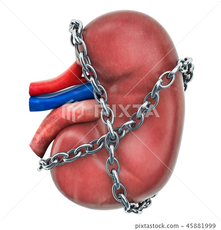 Kidney Pain concept. Human kidney with chain Kidney Pain concept. Human kidney with chain 45881999