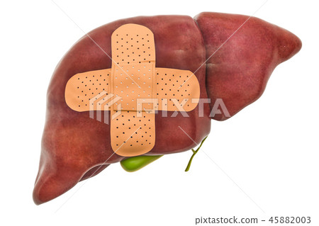 Human liver with adhesive bandages 45882003