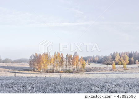 Beautiful view of autumn foggy misty morning with frosted plants Beautiful view of autumn foggy misty morning with frosted plants 45882590