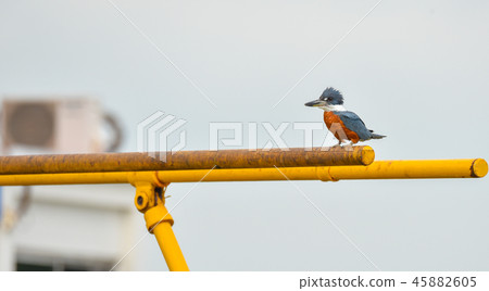 The Ringed Kingfisher (Megaceryle torquata). The Ringed Kingfisher (Megaceryle torquata). 45882605