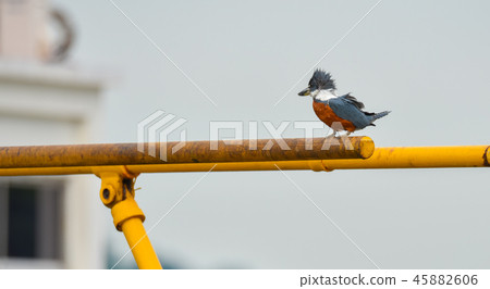 The Ringed Kingfisher (Megaceryle torquata). The Ringed Kingfisher (Megaceryle torquata). 45882606