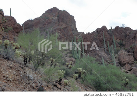 Saguaro National Park Saguaro National park (Arizona, USA) Saguaro National Park Saguaro National park (Arizona, USA) 45882791