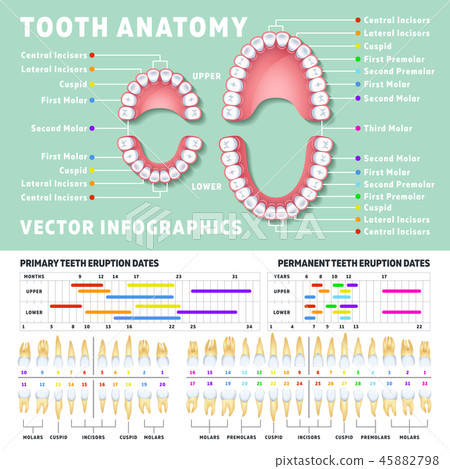 Orthodontist Human Tooth Anatomy Vector... - Stock Illustration ...