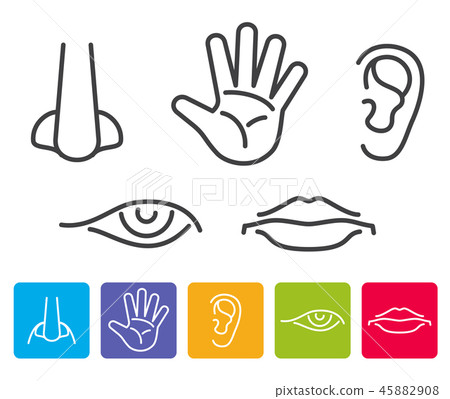 Five human senses smell, sight, hearing, taste, touch vector icons 45882908