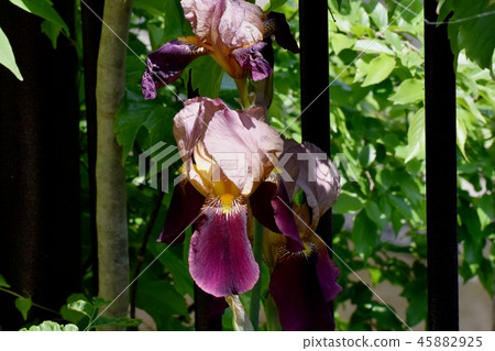 Purple iris blooming in Mitaka Nakahara 45882925