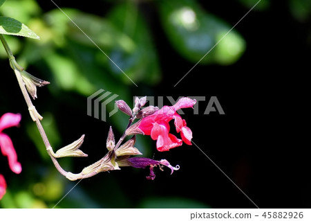 Salvia microfilla blooming in Mitaka Nakahara 45882926