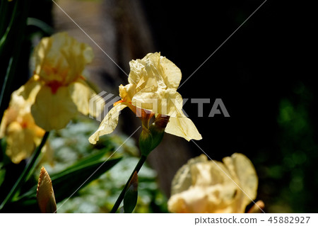 Orange iris blooming in Mitaka Nakahara 45882927