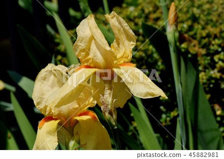 Orange iris blooming in Mitaka Nakahara 45882981