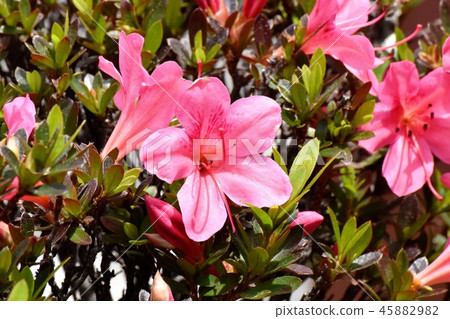 Pink Kirishima azalea blooming in Mitaka Nakahara 45882982