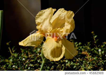 Orange iris blooming in Mitaka Nakahara Orange iris blooming in Mitaka Nakahara 45882989