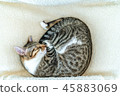 Cute Cat Taking A Nap At Home 45883069