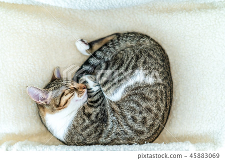 Cute Cat Taking A Nap At Home 45883069