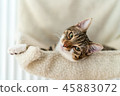 Cute Cat Taking A Nap At Home 45883072