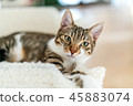 Cute Cat Taking A Nap At Home 45883074