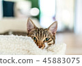 Cute Cat Taking A Nap At Home 45883075