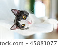 Cute Cat Taking A Nap At Home 45883077