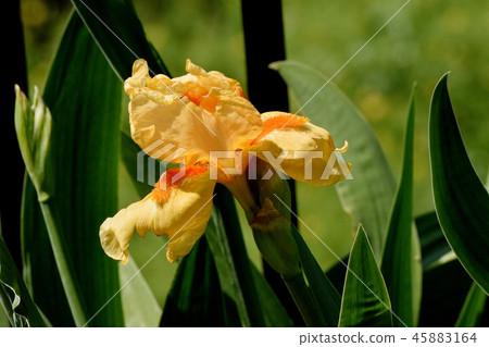 開花在三鷹中原的橙色虹膜 開花在三鷹中原的橙色虹膜 45883164