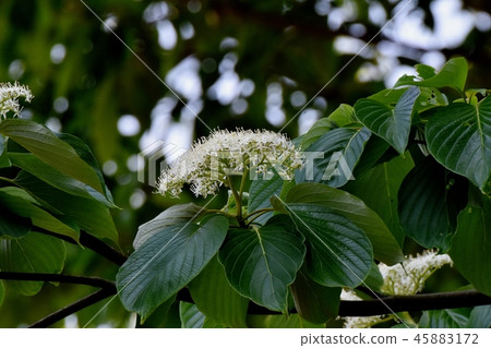 開花在三鷹中原的水木花 45883172