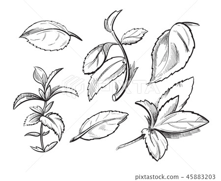 Mint, medicine herb peppermint leaves hand drawn vector illustration 45883203