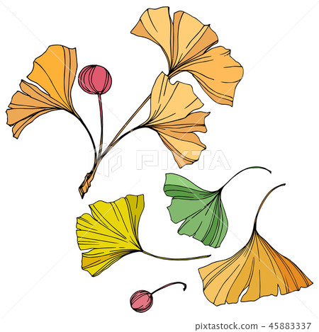 Vector. Ginkgo leaf. Plant botanical garden. Isolated ginkgo illustration element on white Vector. Ginkgo leaf. Plant botanical garden. Isolated ginkgo illustration element on white 45883337