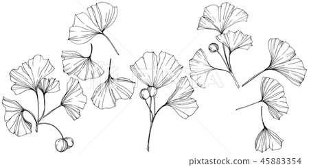 Vector. Ginkgo leaf. Plant botanical garden. Isolated ginkgo illustration element on white 45883354