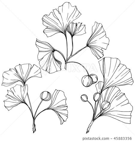 Vector. Ginkgo leaf. Plant botanical garden. Isolated ginkgo illustration element on white 45883356