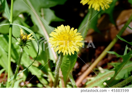 Seiyo Tanpopo blooming in Mitaka Nakahara 45883599