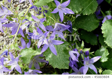 Alpen Blue (Campanula Pochalskiana) Blooming in Mitaka Nakahara 45883604