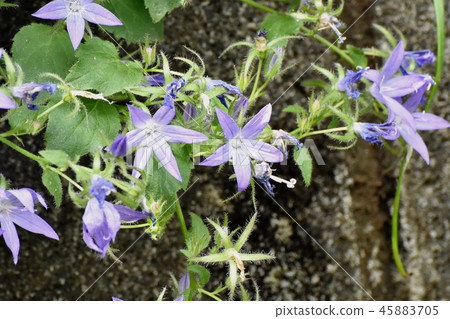 Alpen Blue (Campanula Pochalskiana) Blooming in Mitaka Nakahara 45883705