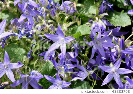 Alpen Blue (Campanula Pochalskiana) Blooming in Mitaka Nakahara 45883708