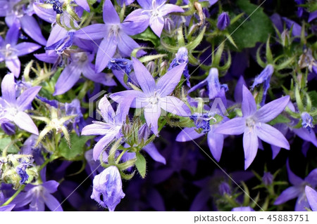 Alpen Blue(Campanula Pochalskiana)盛開在三鷹中原 Alpen Blue(Campanula Pochalskiana)盛開在三鷹中原 45883751