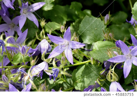 Alpen Blue(Campanula Pochalskiana)盛開在三鷹中原 Alpen Blue(Campanula Pochalskiana)盛開在三鷹中原 45883755