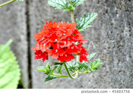 開花在三鷹中原的紅色馬鞭草屬植物 開花在三鷹中原的紅色馬鞭草屬植物 45883756