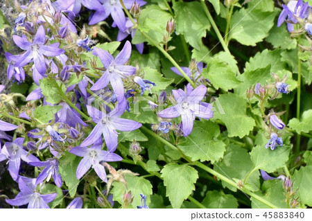Alpen Blue (Campanula Pochalskiana) Blooming in Mitaka Nakahara 45883840