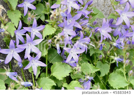Alpen Blue (Campanula Pochalskiana) Blooming in Mitaka Nakahara 45883843