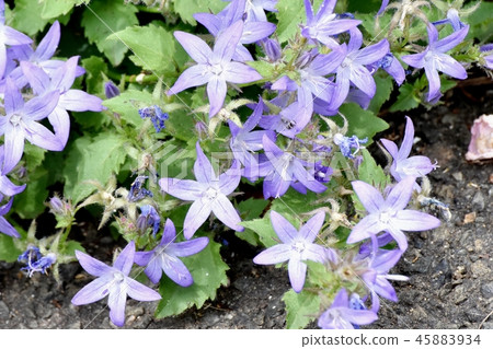 Alpen Blue (Campanula Pochalskiana) Blooming in Mitaka Nakahara 45883934