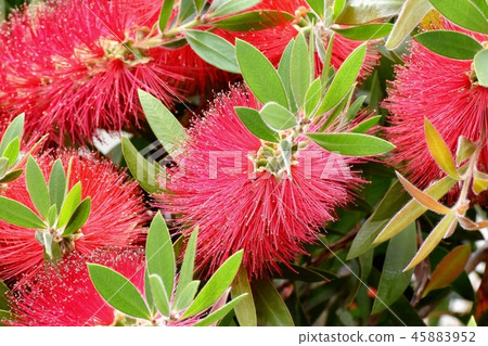 開花在三鷹中原的紅色蕓苔花 45883952