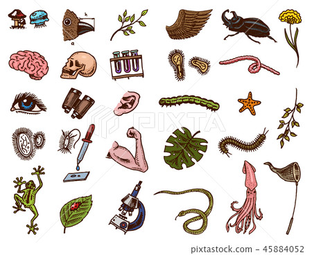 Scientific laboratory in Biology. Icon Set of Biochemistry Research. Living creatures organisms 45884052