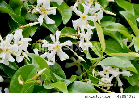 Teiya Kazura blooming in Mitaka Nakahara 45884085