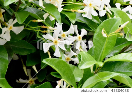 Teiya Kazura blooming in Mitaka Nakahara 45884088