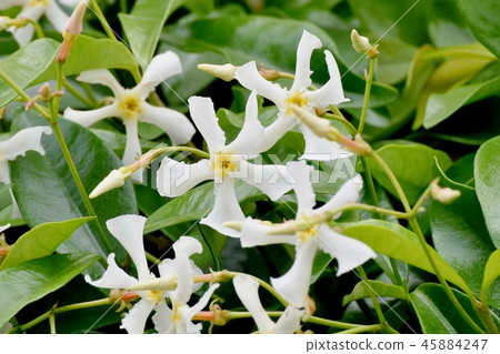 Teiya Kazura盛開在三鷹中原 45884247