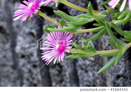 Matsubagiku blooming in Mitaka Nakahara Matsubagiku blooming in Mitaka Nakahara 45884342