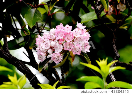 Karmia盛開在三鷹中原(美國杜鵑花) Karmia盛開在三鷹中原(美國杜鵑花) 45884345