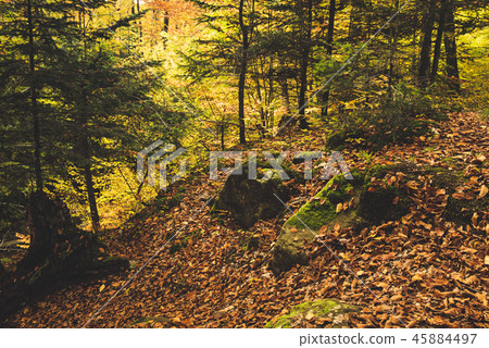 Beautiful autumn landscape Beautiful autumn landscape 45884497