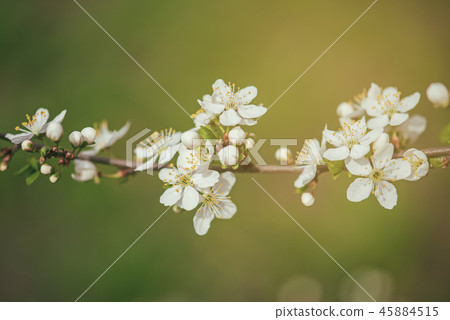 Plum vintage flowers 45884515