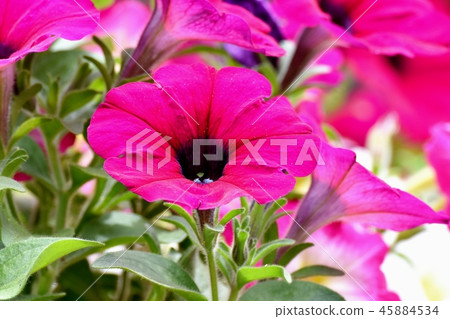 Pink Petunia blooming in Mitaka Nakahara 45884534