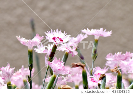 開花在三鷹中原的桃紅色nadesico 開花在三鷹中原的桃紅色nadesico 45884535