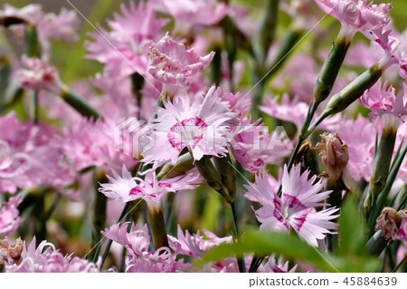 Pink nadesico blooming in Mitaka Nakahara 45884639