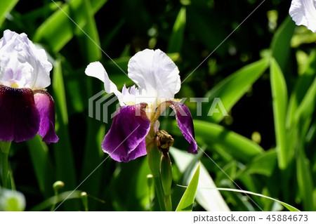 White and purple double color iris blooming in Mitaka Nakahara White and purple double color iris blooming in Mitaka Nakahara 45884673